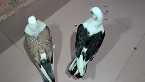 ব্লাক লেস ঝর্না সার্টিন এর বেবি