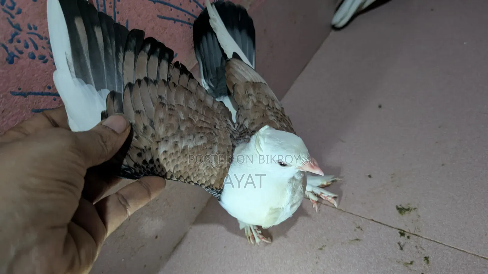ব্লাক লেস ঝর্না সার্টিন এর বেবি