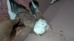 ব্লাক লেস ঝর্না সার্টিন এর বেবি