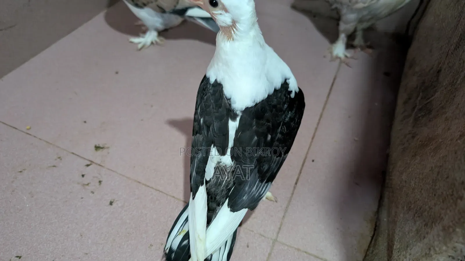 ব্লাক লেস ঝর্না সার্টিন এর বেবি