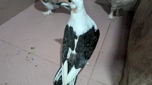 ব্লাক লেস ঝর্না সার্টিন এর বেবি