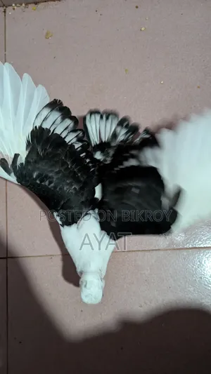 ব্লাক লেস ঝর্না সার্টিন এর বেবি