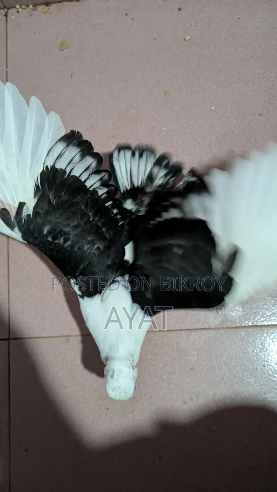 ব্লাক লেস ঝর্না সার্টিন এর বেবি