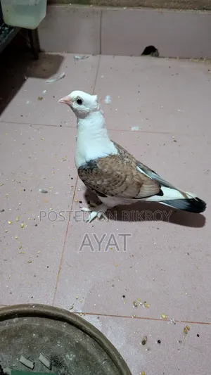 ব্লাক লেস ঝর্না সার্টিন এর বেবি