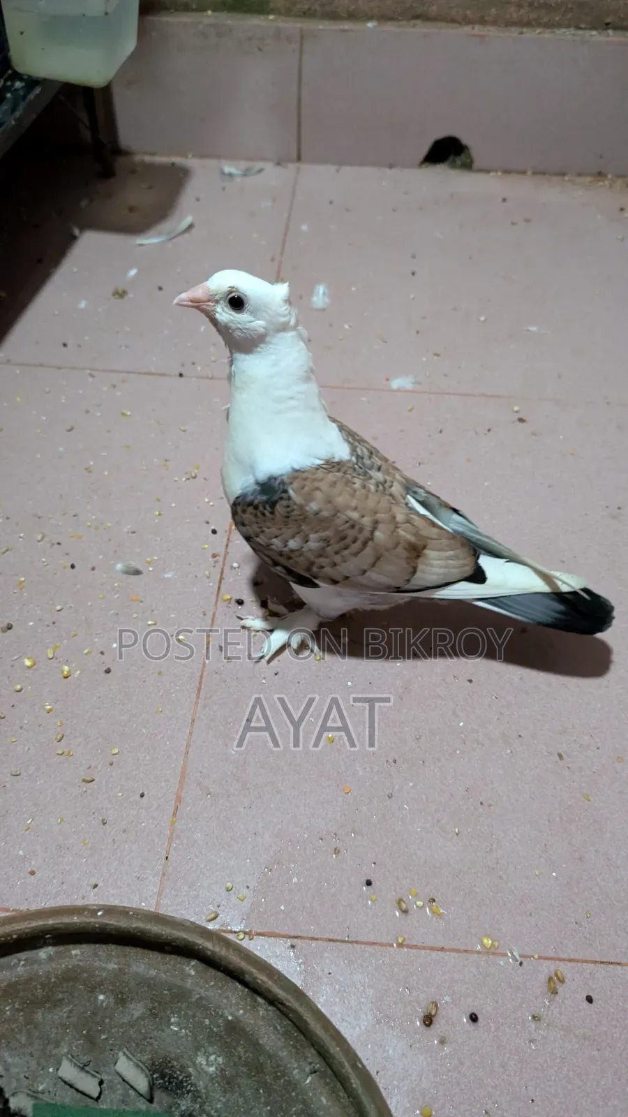 ব্লাক লেস ঝর্না সার্টিন এর বেবি