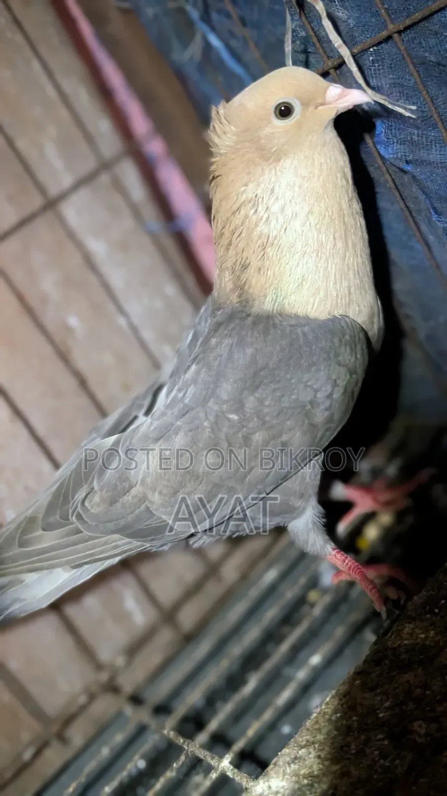 সুয়া চন্দন রানিং নর