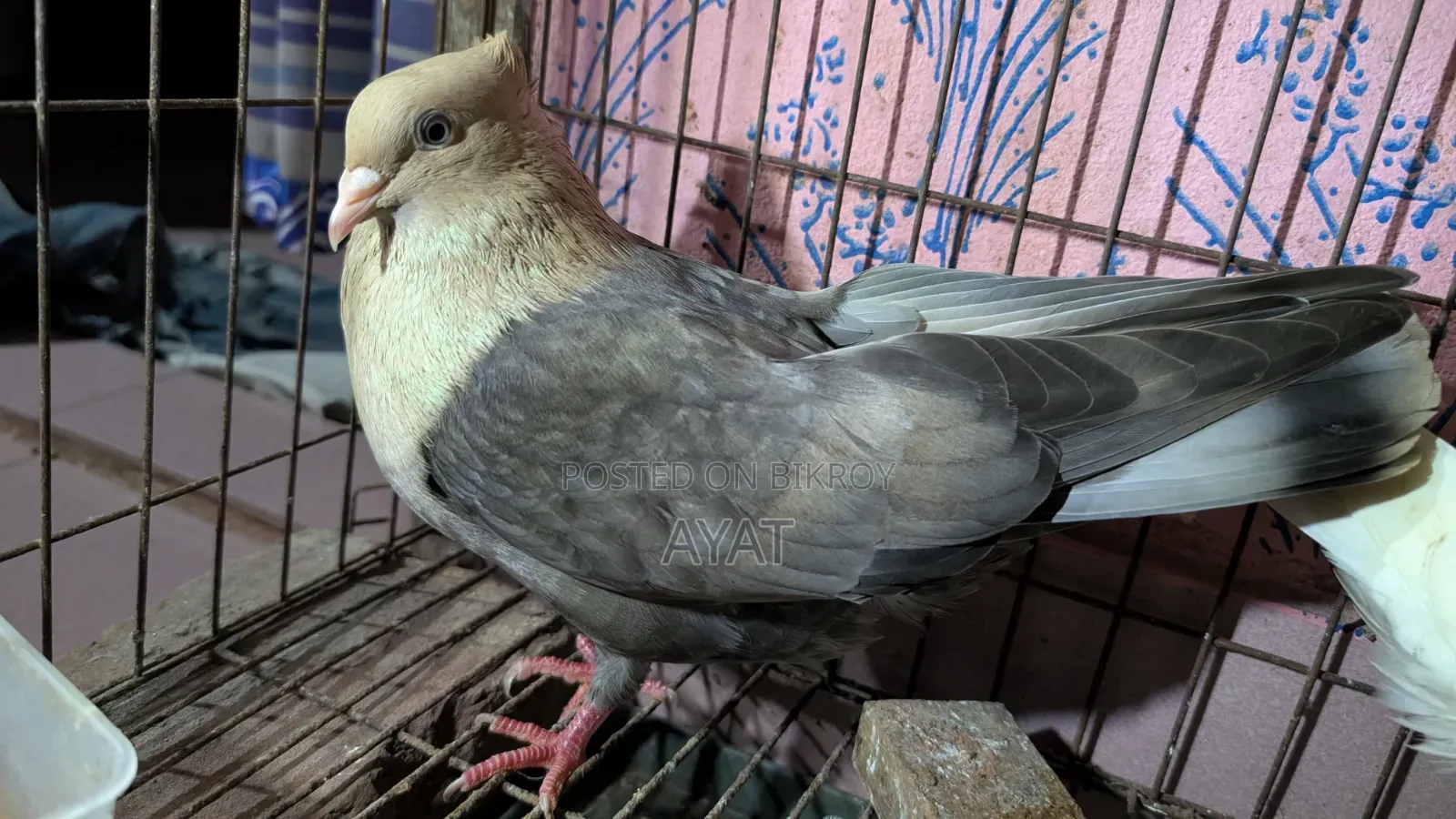 সুয়া চন্দন রানিং নর