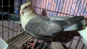 সুয়া চন্দন রানিং নর