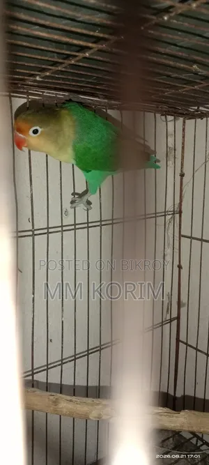 লাভ বার্ড।