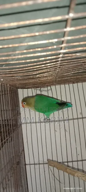 লাভ বার্ড।
