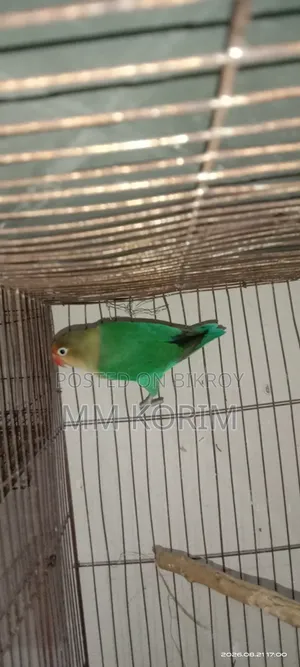 লাভ বার্ড।