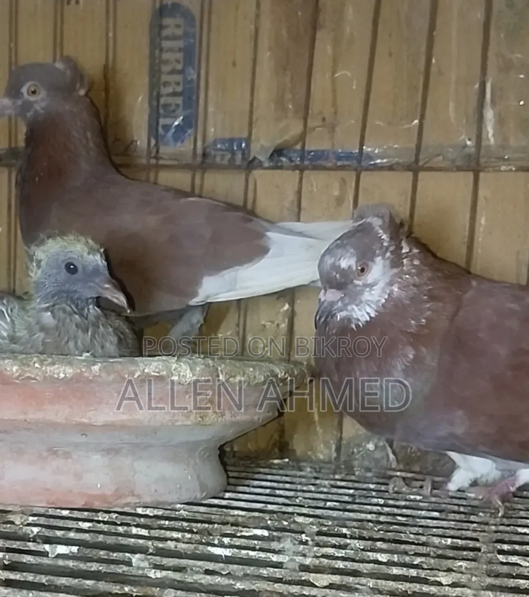 Deshi Golla Pair