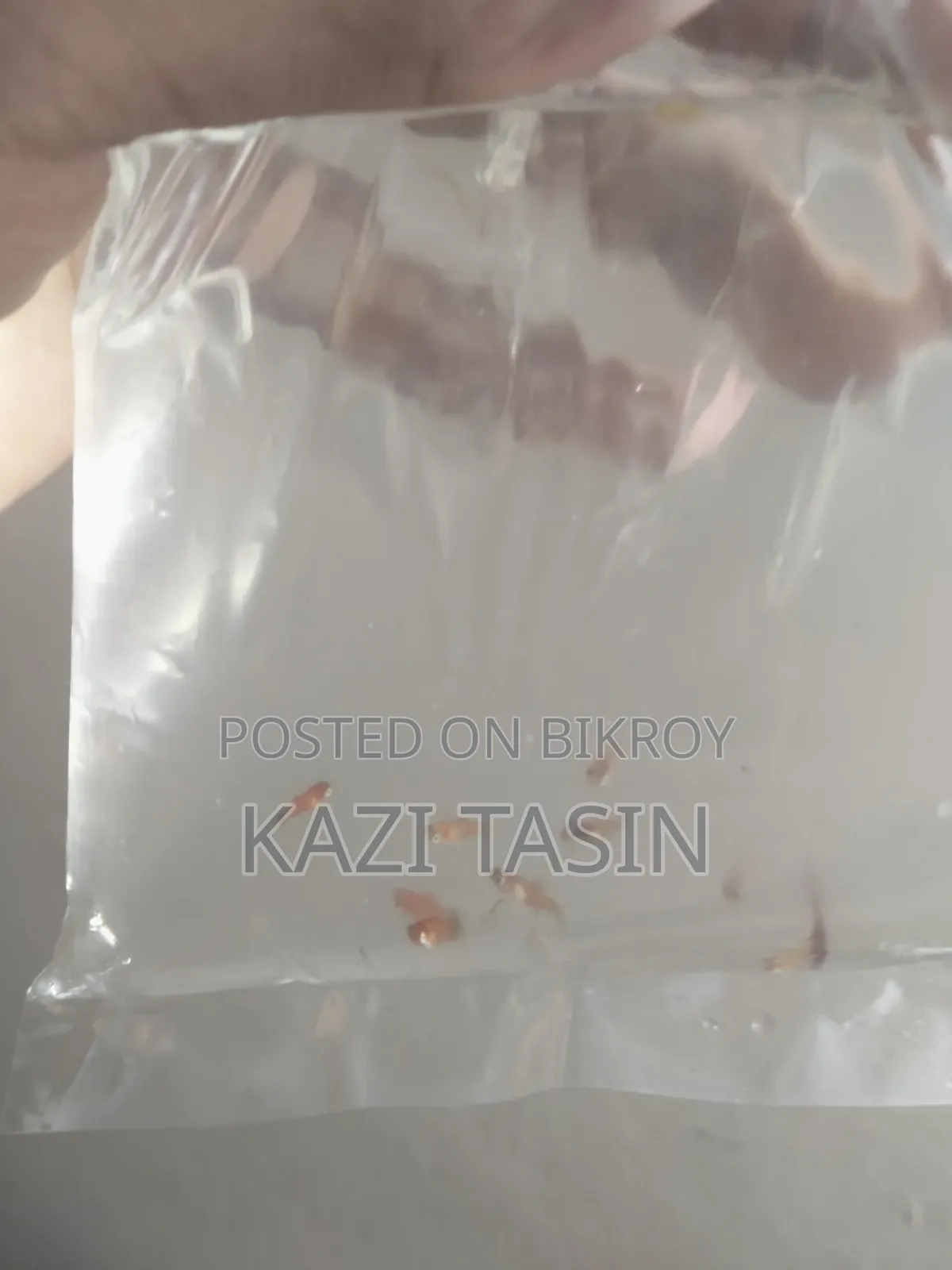 Platy Fish Baby