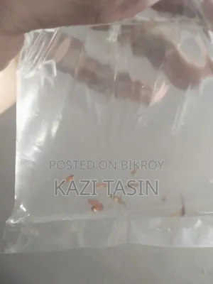 Platy Fish Baby