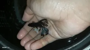 High Quality Betta Fish