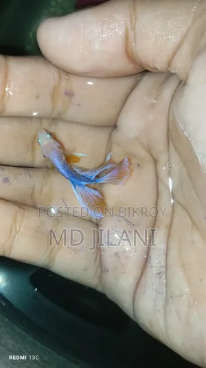 High Quality Betta Fish