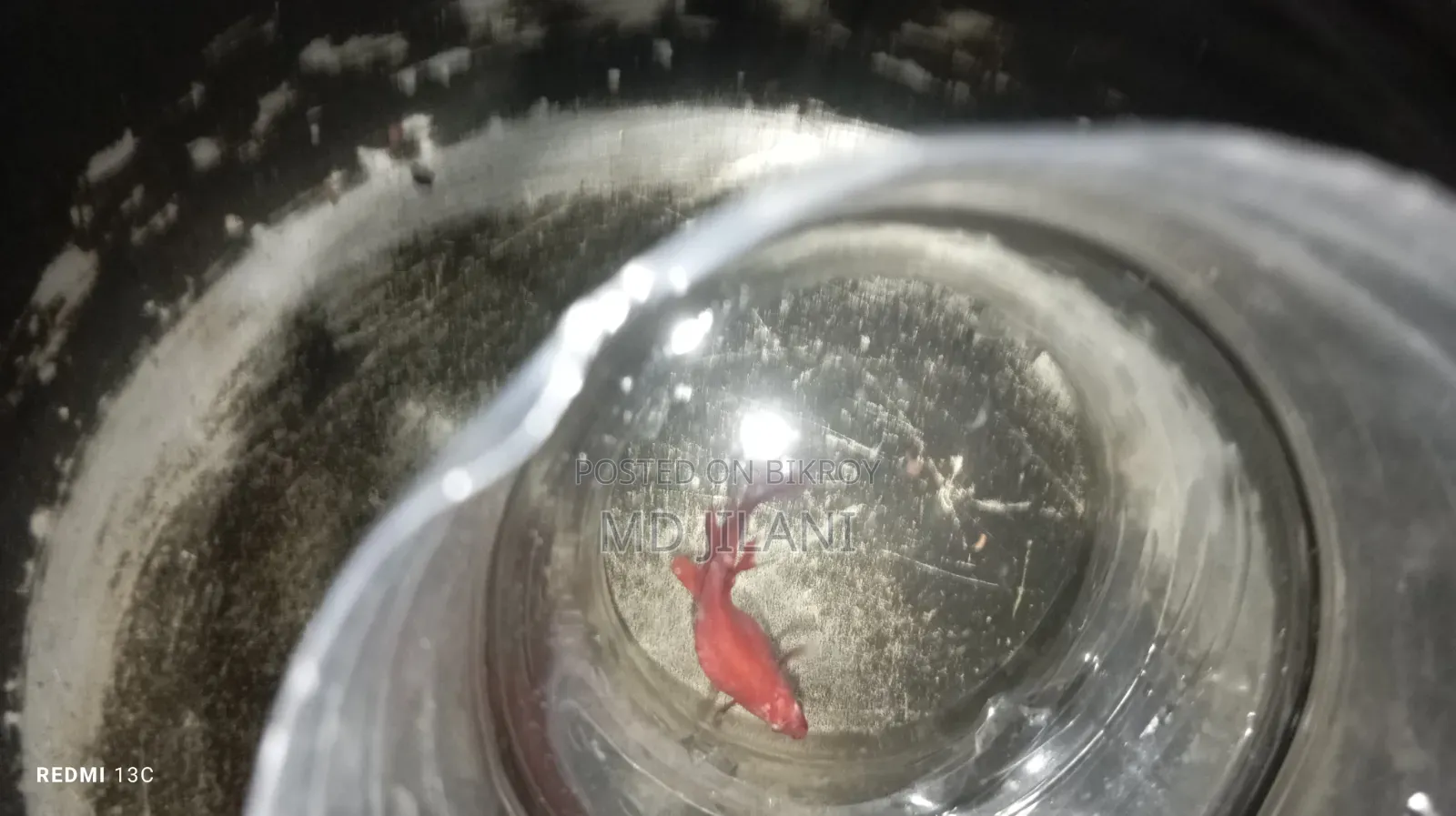 High Quality Betta Fish