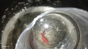 High Quality Betta Fish