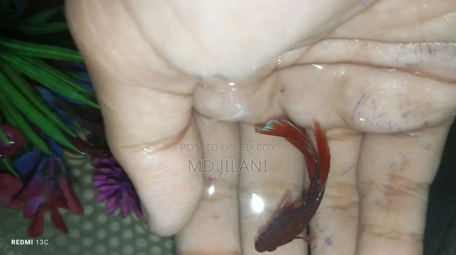 High Quality Betta Fish