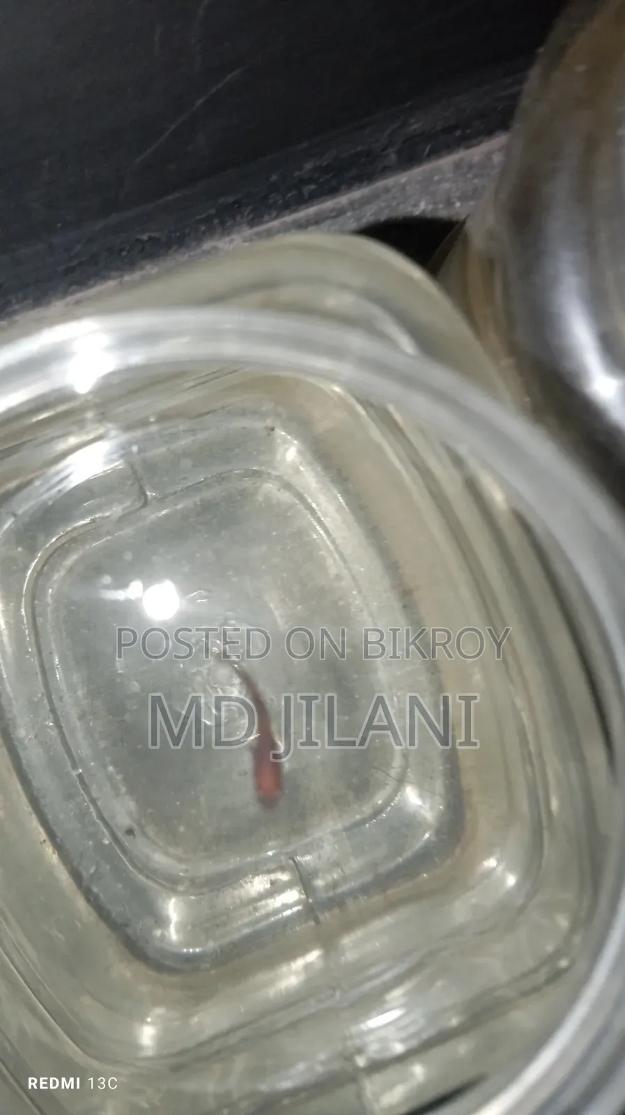 High Quality Betta Fish