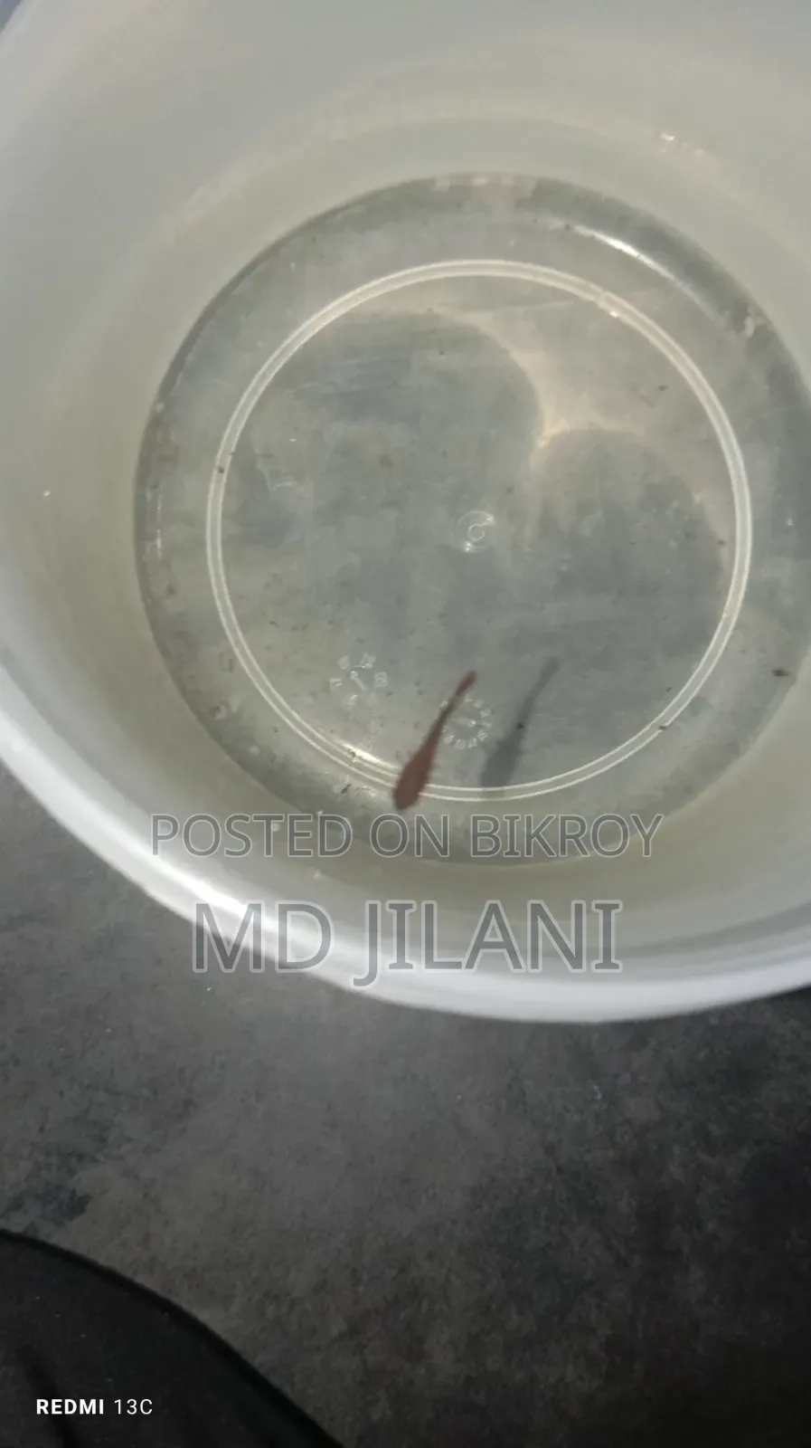High Quality Betta Fish