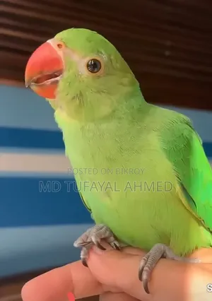Parrot