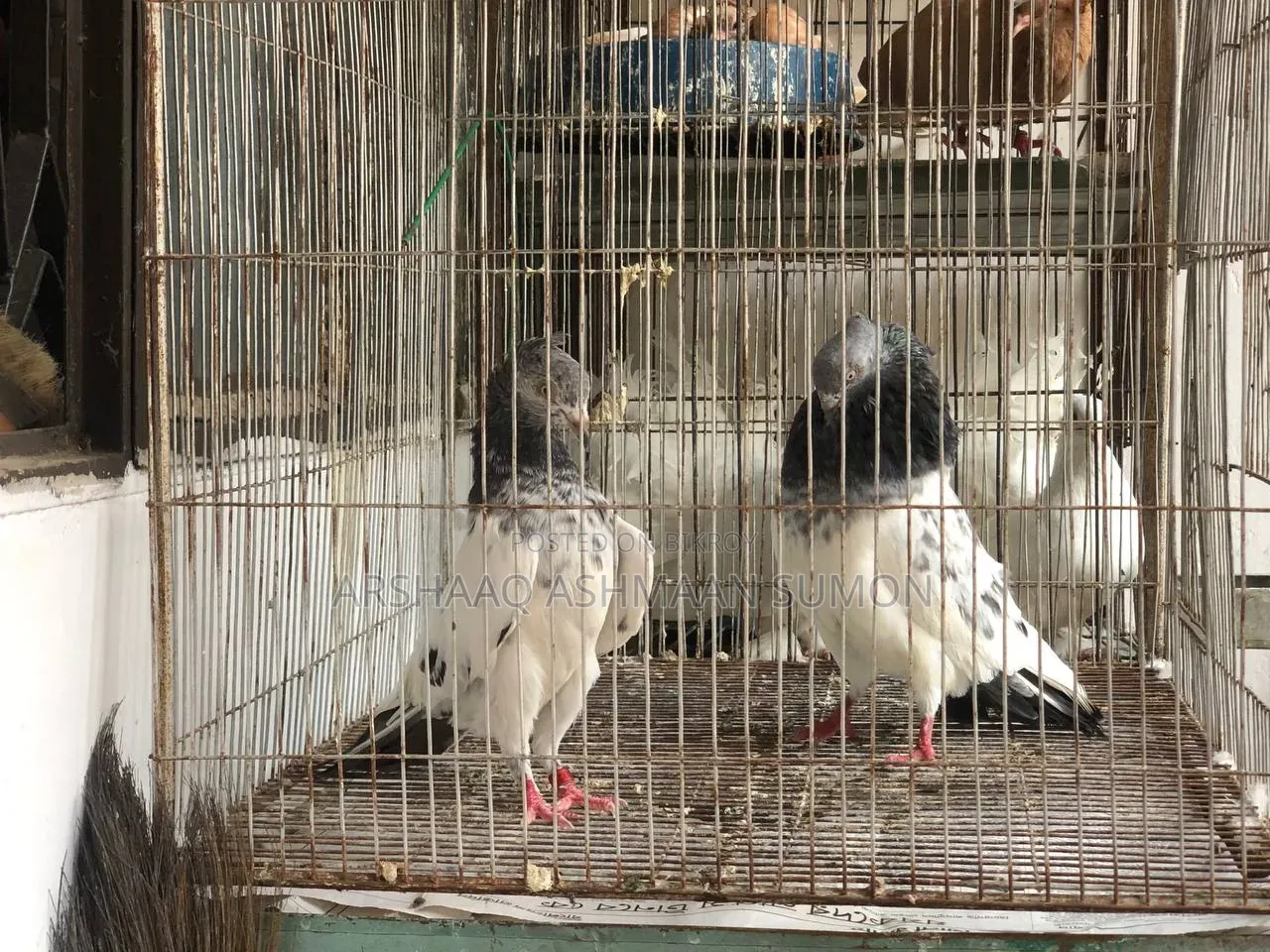 Chuithal Spring Master Pair