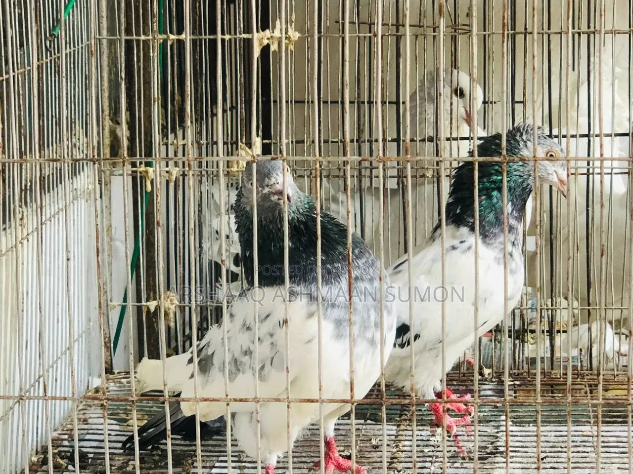 Chuithal Spring Master Pair