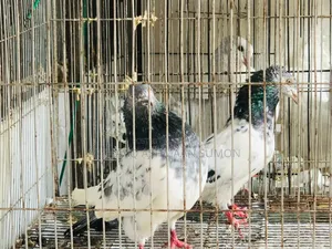 Chuithal Spring Master Pair