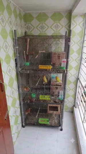 Bird cage for sale