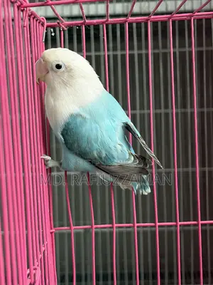 Lovebirds Blue Series