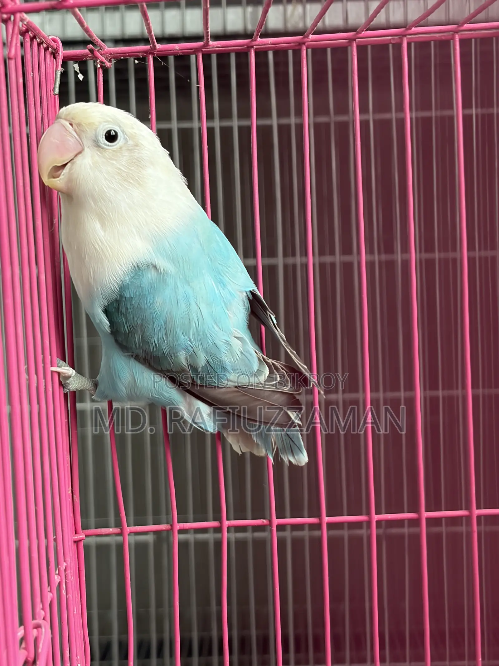 Lovebirds Blue Series