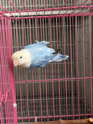 Lovebirds Blue Series