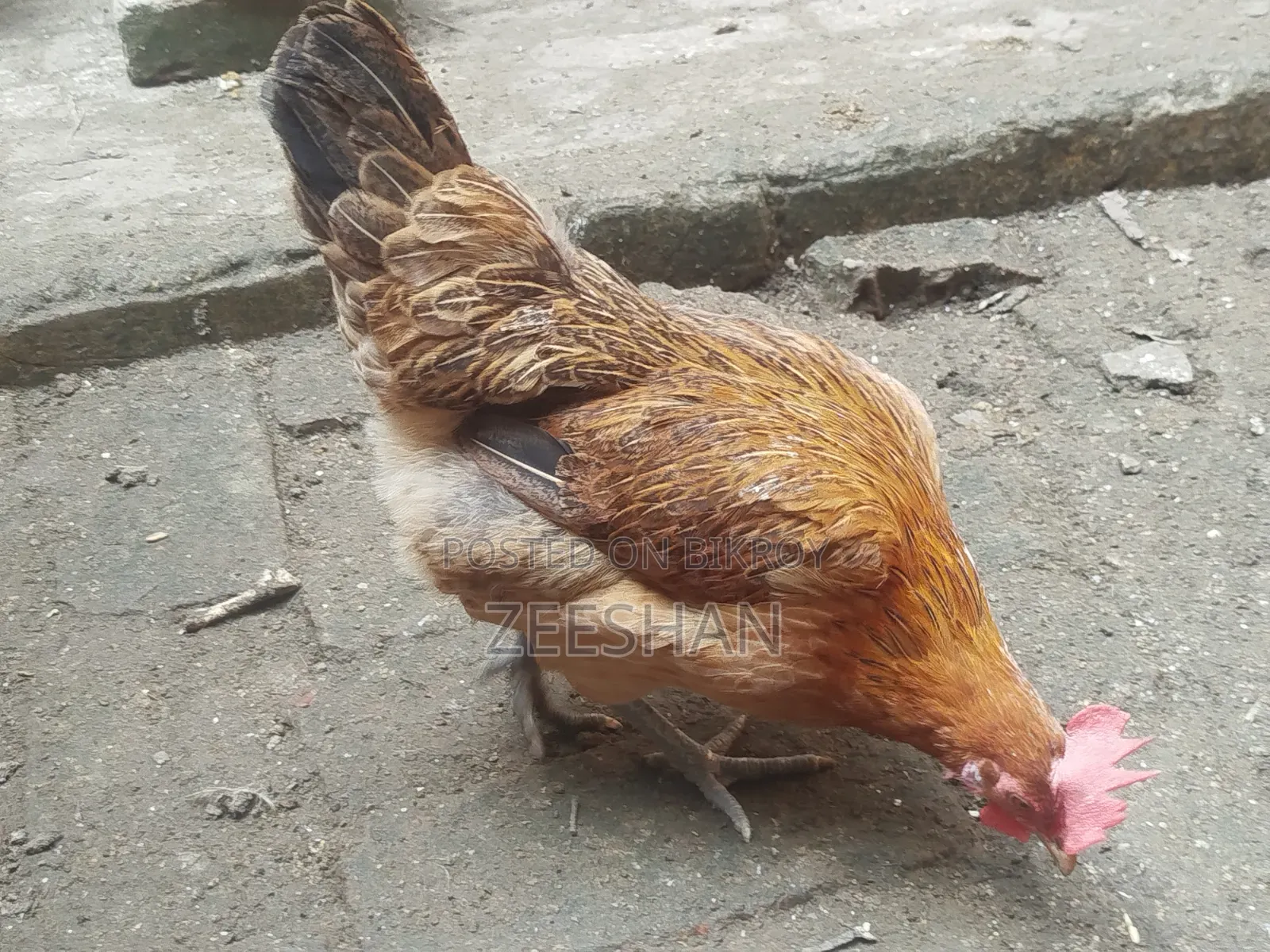Local Chicken