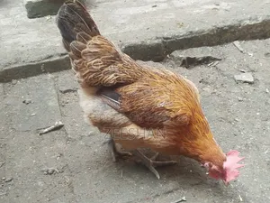 Local Chicken