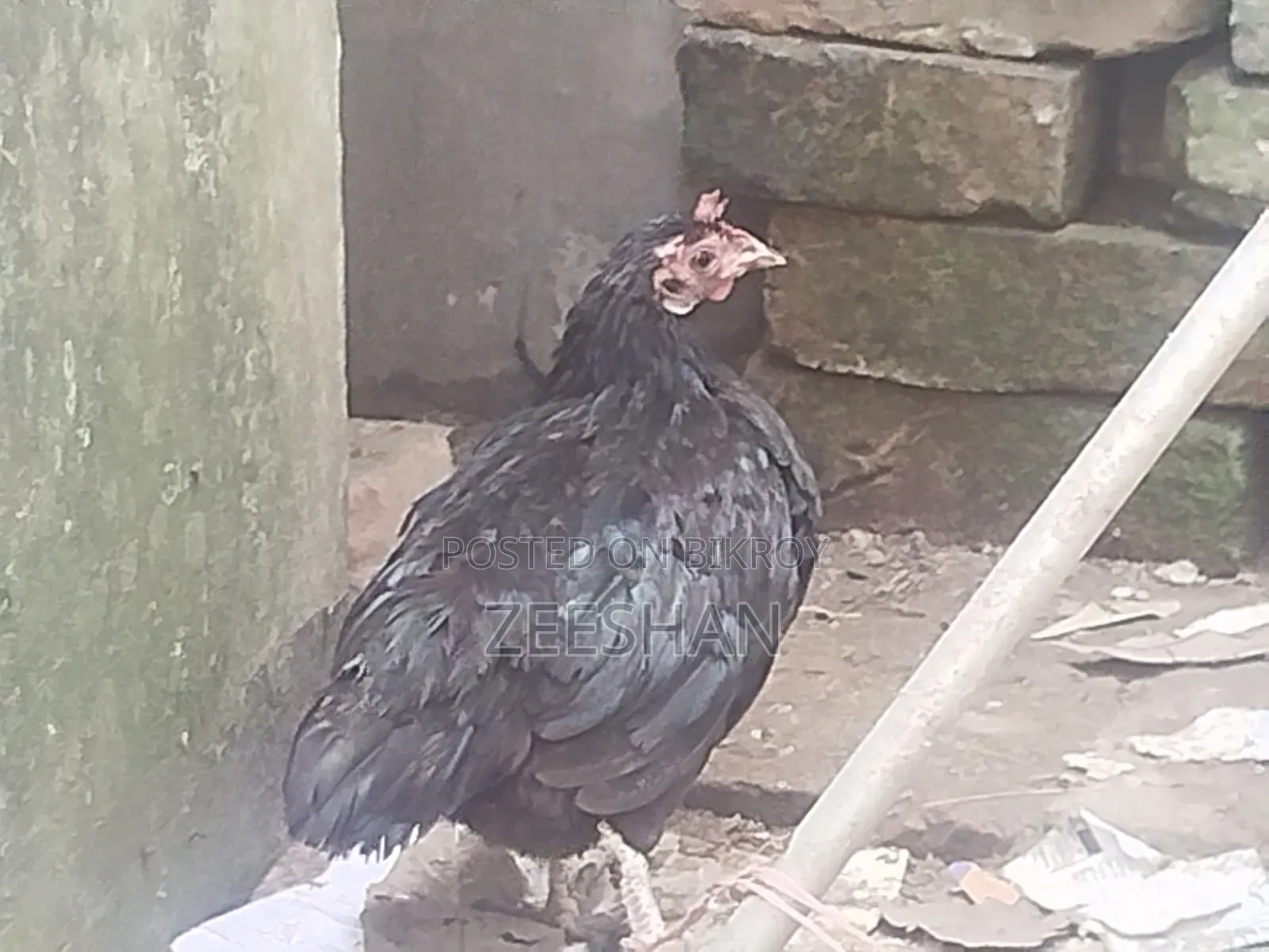 Local Chicken
