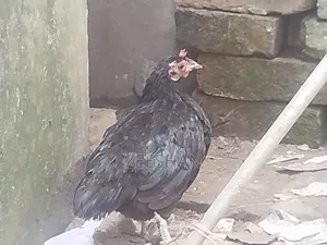 Local Chicken