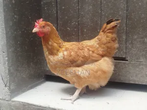 Local Chicken