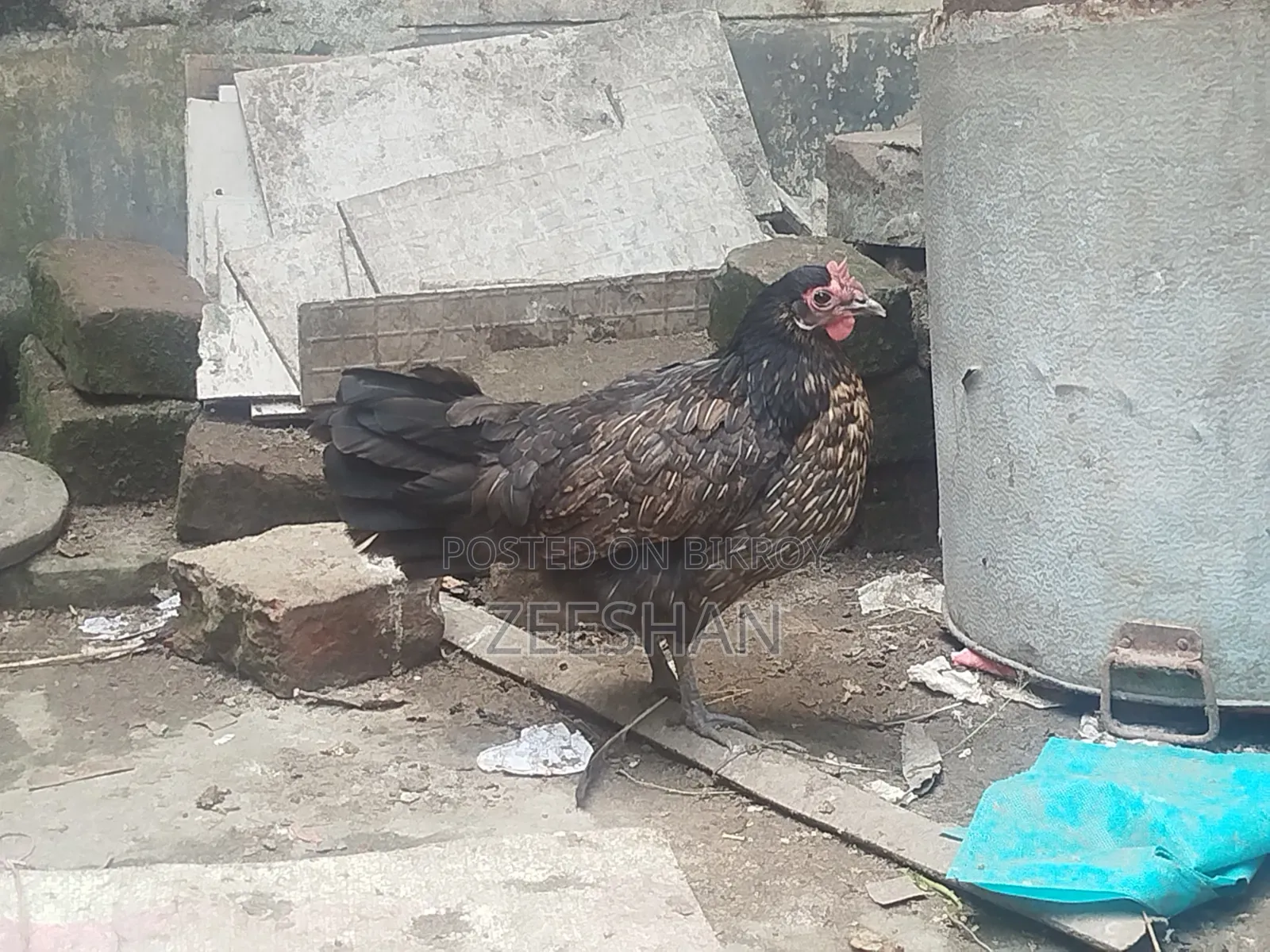 Local Chicken