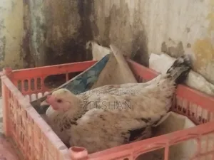 Local Chicken