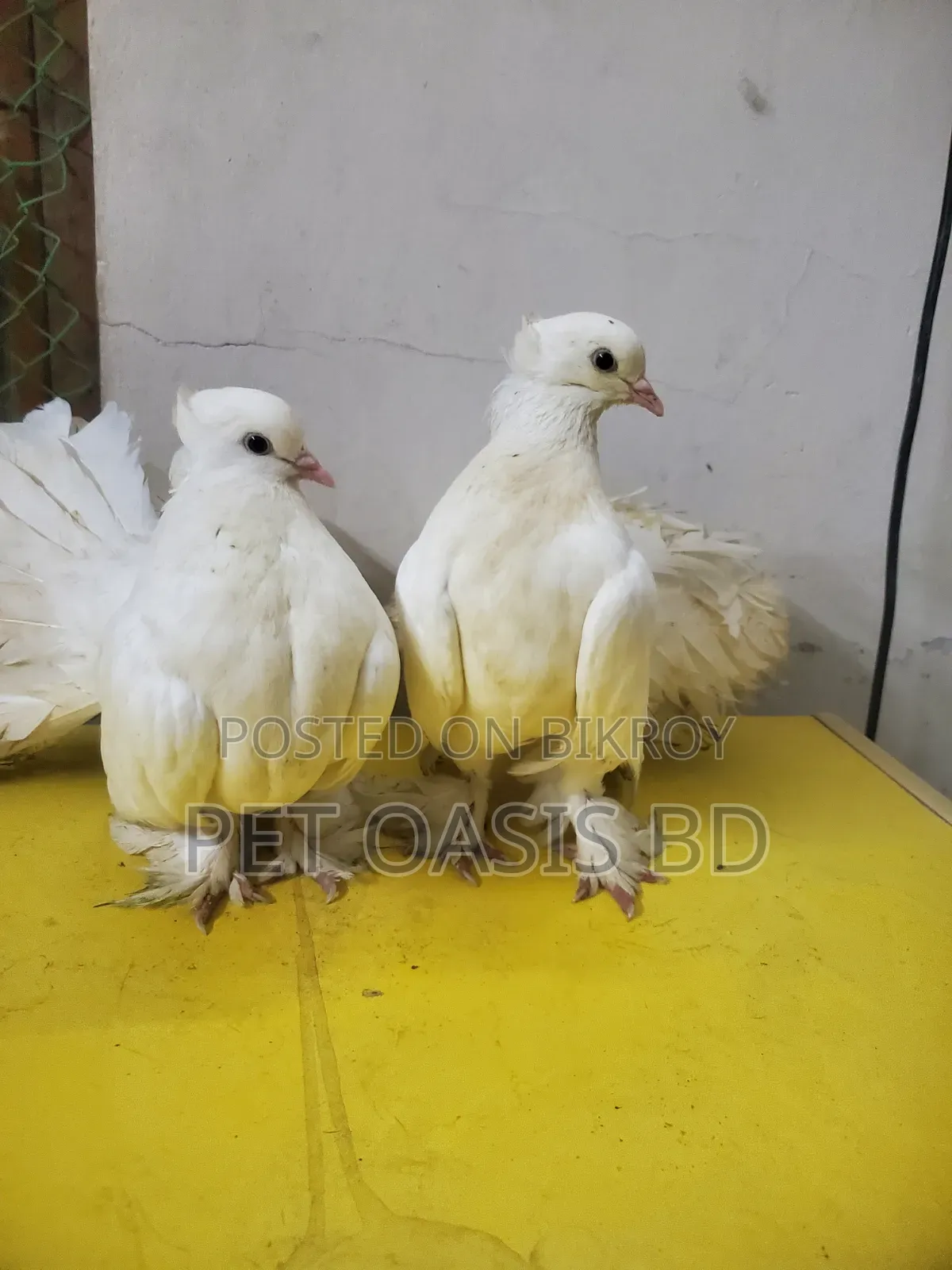 Laksha Breed Pigeon