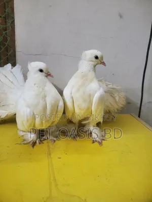 Laksha Breed Pigeon