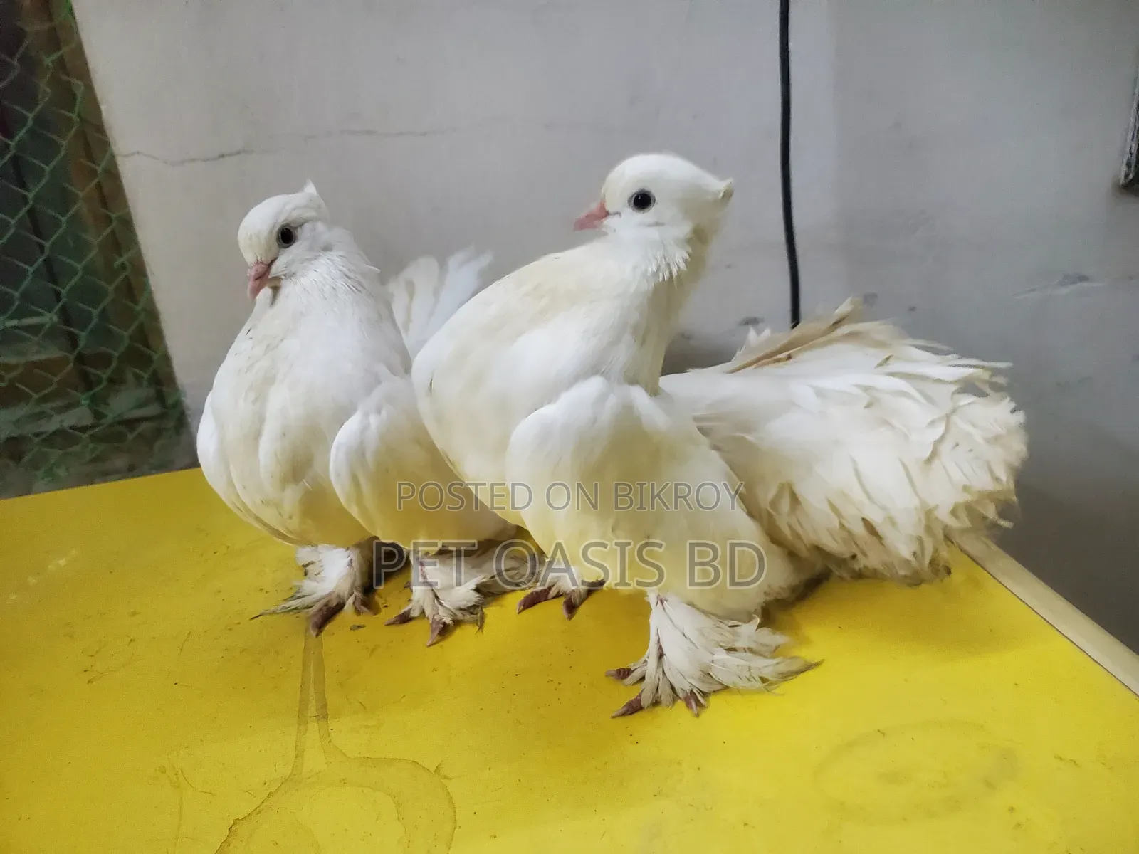 Laksha Breed Pigeon