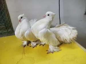 Laksha Breed Pigeon