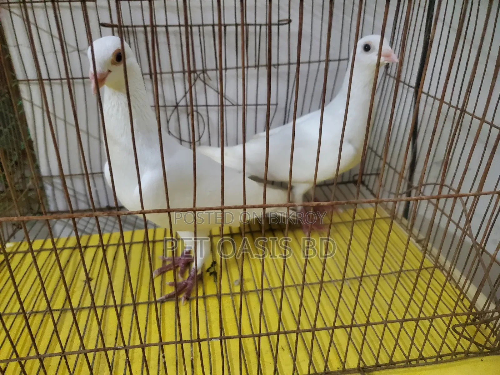 Kajji Breed Pigeon