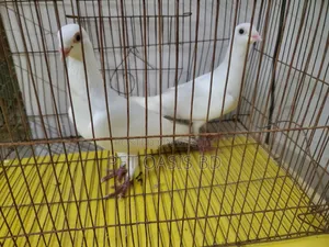 Kajji Breed Pigeon