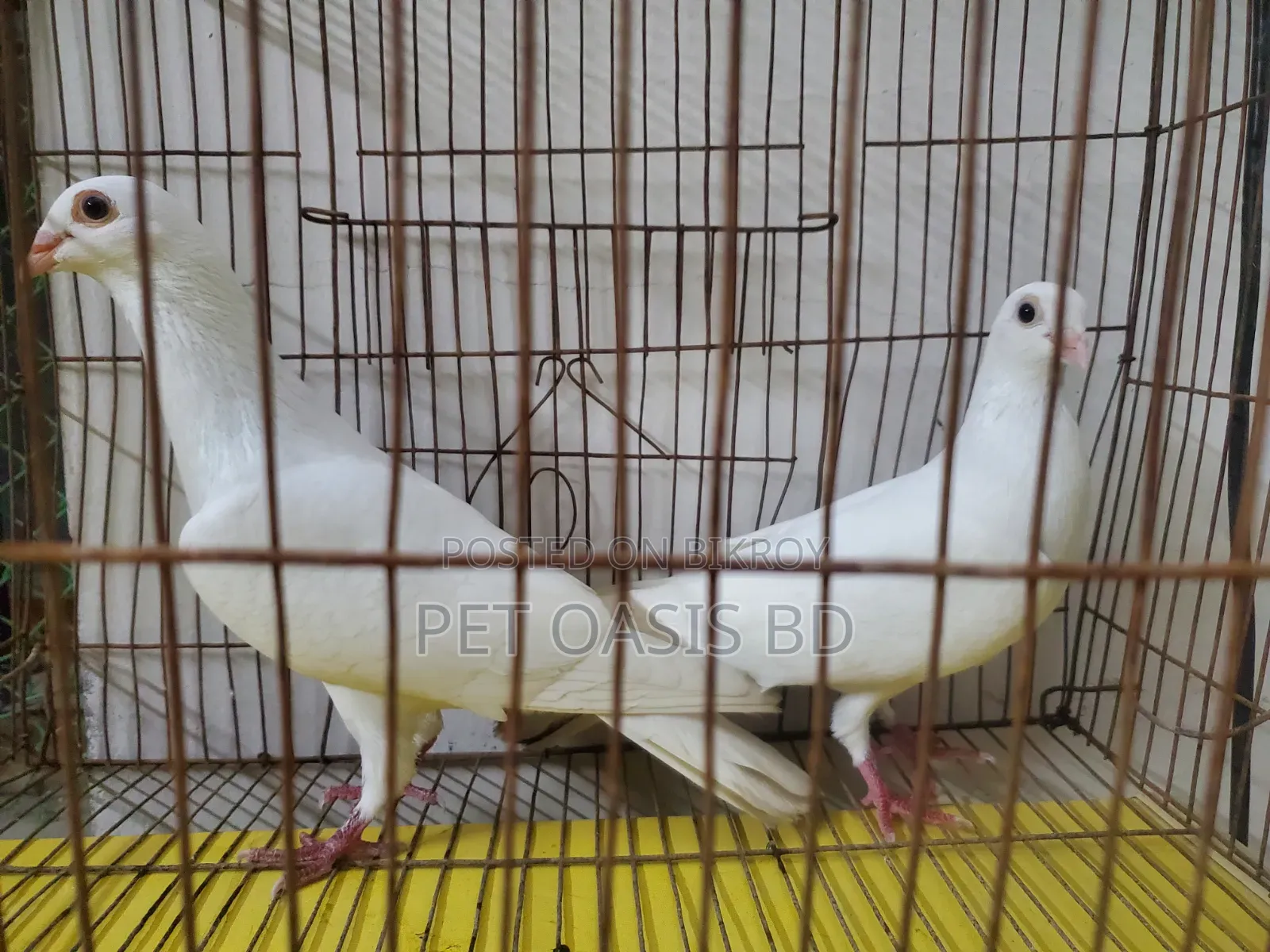 Kajji Breed Pigeon