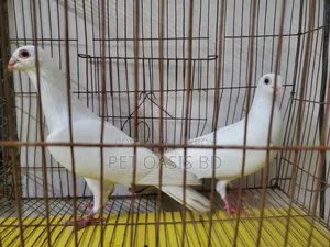Kajji Breed Pigeon