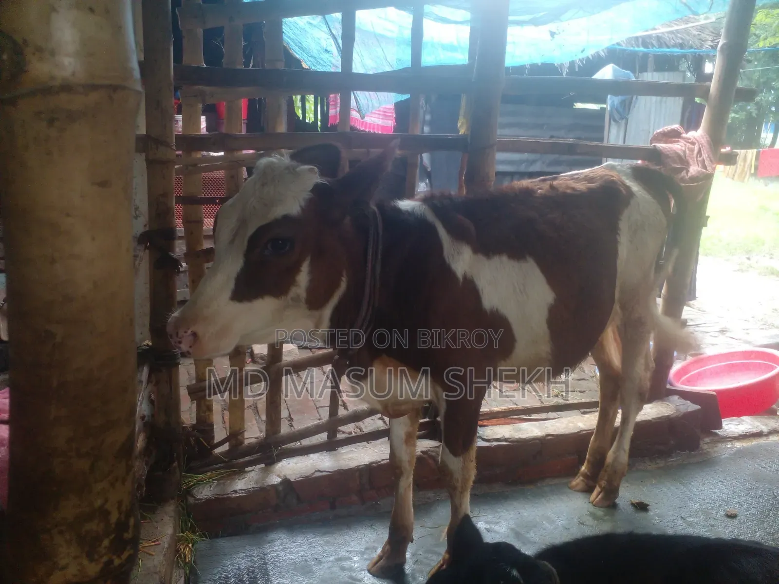 Very Good Cow