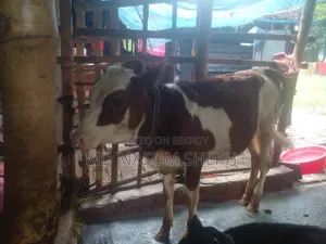 Very Good Cow
